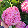 Гортензия крупнолистная Belle Seduction