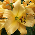 Лилия ОТ-гибрид Морини