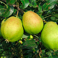Груша плодовая Светлянка