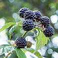 Малина черноплодная Блэк Джуэл