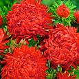 Астра пионовидная Дюшес красная