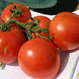 Томат Любимец Подмосковья Томат Любимец Подмосковья