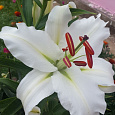 Лилия ЛОО-гибрид Полар
