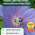 Герань (Аистов клюв) гималайская Baby Blue
