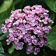 Гортензия крупнолистовая Аиша Гортензия крупнолистовая Аиша