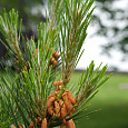 Сосна обыкновенная Tabuliformis