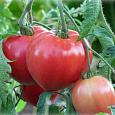 Томат Розовое сердце Томат Розовое сердце