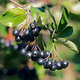 Арония (Черноплодная рябина) древовидная Amit
