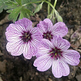 Герань пепельная Балерина