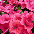 Петуния грандифлора Игл Пинк