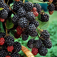 Малина черноплодная Блэк Джуэл