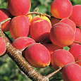 Абрикос обыкновенный Саратовский Рубин