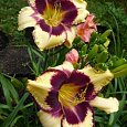 Лилейник гибридный Ямайка ми Крейзи
