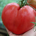 Томат Бычье сердце Томат Бычье сердце