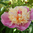 Пион травянистый Сорбет