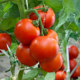 Томат Дар Заволжья Томат Дар Заволжья