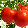 Томат Премиум F1 Томат Премиум F1