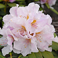 Рододендрон гибридный Эскимо
