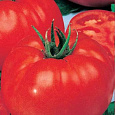 Томат Эффект Томат Эффект