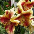 Лилия от-гибрид Холланд Бьюти