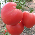 Томат Розовое сердце Томат Розовое сердце
