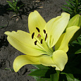 Лилия ЛА-гибрид Геррит Залм